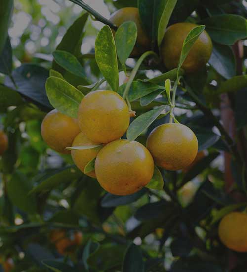 Masterfreight Express | MOFFET TRUCK HIRE SYDNEY Masterfreight Express | MOFFET TRUCK HIRE SYDNEY